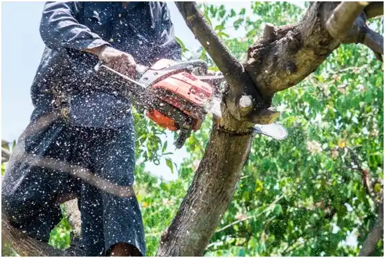 tree services Galena Park